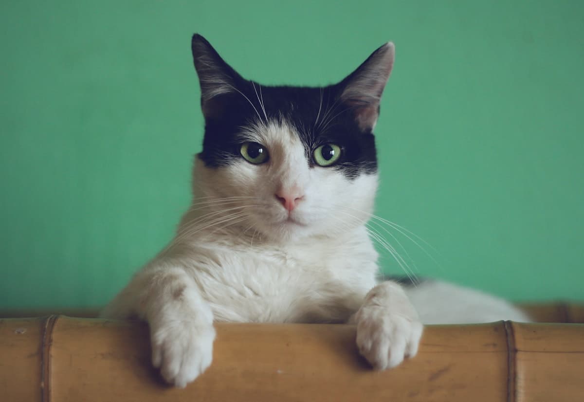 Gato mirando a cámara